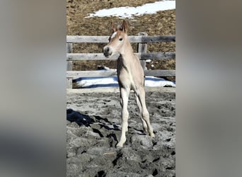 Haflinger, Hengst, Fohlen (03/2026), 155 cm, Fuchs