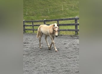 Haflinger, Hengst, Fohlen (03/2026), 155 cm, Fuchs