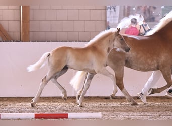 Haflinger, Hengst, , 155 cm, Fuchs