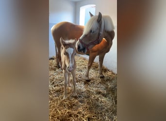 Haflinger, Hengst, , 155 cm, Palomino