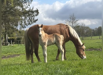 Haflinger, Hengst, , 156 cm, Fuchs