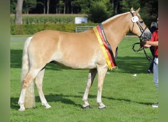 Haflinger, Hengst, Fohlen (04/2026)