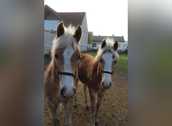 Haflinger, Hengst, Fohlen (01/2024)