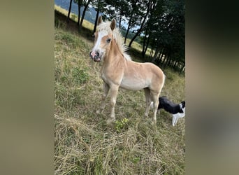 Haflinger, Hengst, , Dunkelfuchs