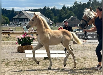 Haflinger, Hengst, Fohlen (01/2026)