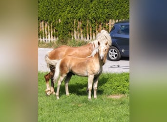 Haflinger, Hengst, Fohlen (03/2026)