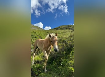 Haflinger, Hengst, Fohlen (03/2026)