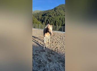 Haflinger, Hengst, Fohlen (03/2025)