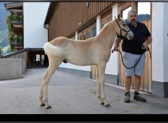 Haflinger, Hengst, Fohlen (05/2025)