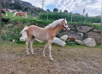 Haflinger, Hengst, Fohlen (03/2024)