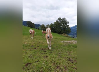 Haflinger, Hengst, Fohlen (03/2024)