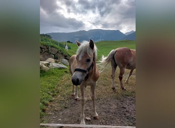 Haflinger, Hengst, Fohlen (03/2024)