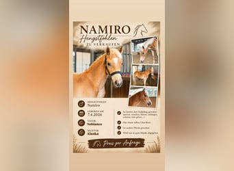 Haflinger, Hengst, Fohlen (04/2026)