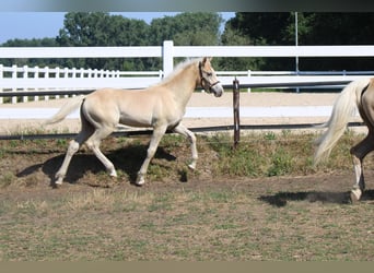 Haflinger, Hengst, Fohlen (02/2026)
