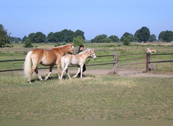 Haflinger, Hengst, Fohlen (02/2026)