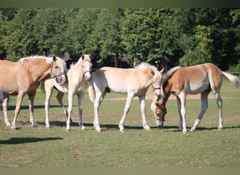 Haflinger, Hengst, Fohlen (02/2026)
