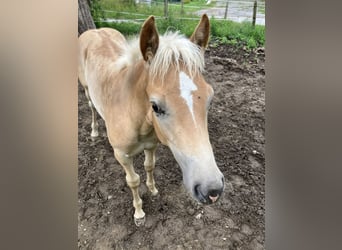 Haflinger, Hengst, Fohlen (03/2025)