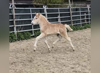 Haflinger, Hengst, , Fuchs