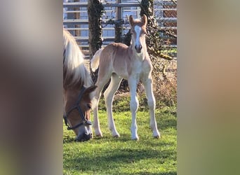 Haflinger, Hengst, , Fuchs