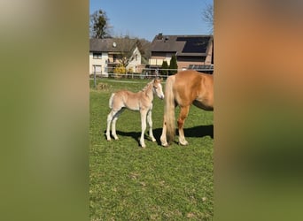 Haflinger, Hengst, , Fuchs
