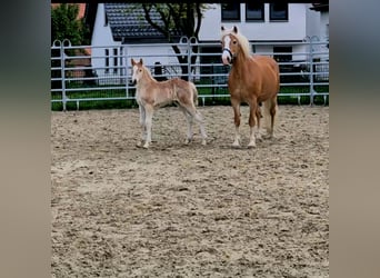 Haflinger, Hengst, , Fuchs