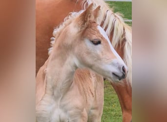 Haflinger, Hengst, , Fuchs