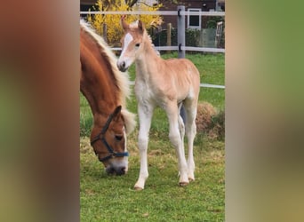 Haflinger, Hengst, , Fuchs