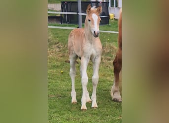 Haflinger, Hengst, , Fuchs