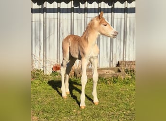 Haflinger, Hengst, , Fuchs