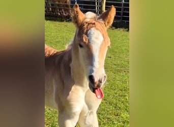 Haflinger, Hengst, , Fuchs