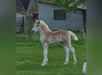 Haflinger, Hengst, , Fuchs