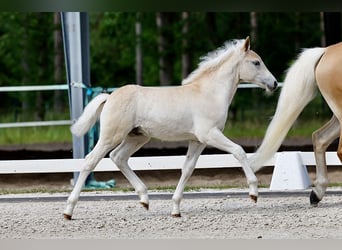 Haflinger, Hengst, Fohlen (04/2026), Fuchs