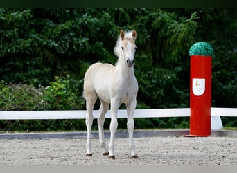 Haflinger, Hengst, Fohlen (04/2026), Fuchs