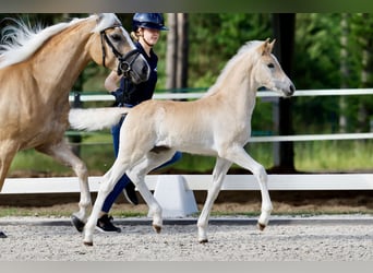 Haflinger, Hengst, Fohlen (05/2026), Fuchs