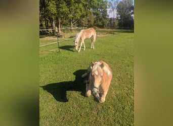 Haflinger, Hengst, Fohlen (02/2025), Fuchs