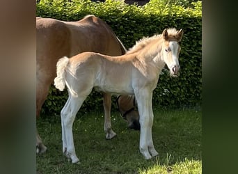 Haflinger, Hengst, Fohlen (04/2026), Fuchs