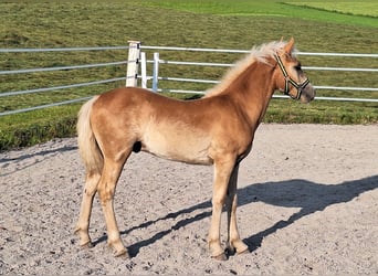 Haflinger, Hengst, Fohlen (04/2025), Fuchs