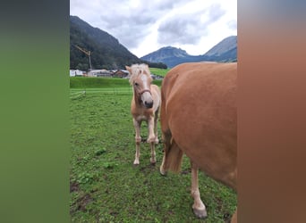 Haflinger, Hengst, Fohlen (04/2026), Fuchs