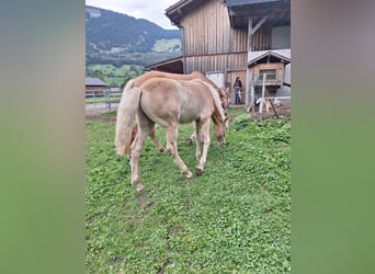 Haflinger, Hengst, Fohlen (04/2026), Fuchs