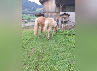 Haflinger, Hengst, Fohlen (04/2026), Fuchs