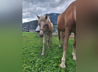 Haflinger, Hengst, Fohlen (04/2026), Fuchs