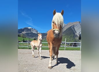 Haflinger, Hengst, Fohlen (04/2026), Fuchs