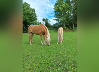 Haflinger, Hengst, Fohlen (04/2026), Fuchs