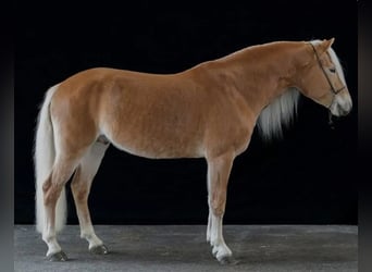 Haflinger, Hengst, Fohlen (04/2026), Fuchs