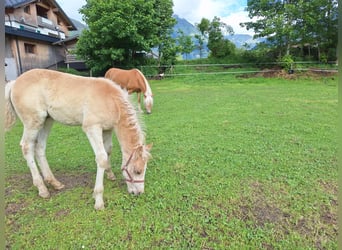Haflinger, Hengst, Fohlen (04/2026), Fuchs