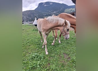 Haflinger, Hengst, Fohlen (04/2026), Fuchs
