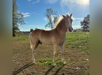 Haflinger, Hengst, Fohlen (01/2026), Fuchs