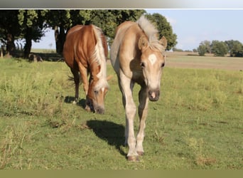 Haflinger, Hengst, Fohlen (05/2025), Fuchs