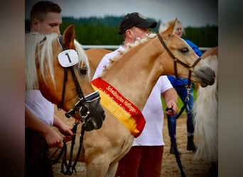 Haflinger, Hengst, Fohlen (03/2025), Fuchs
