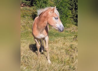 Haflinger, Hengst, Fohlen (03/2026), Fuchs